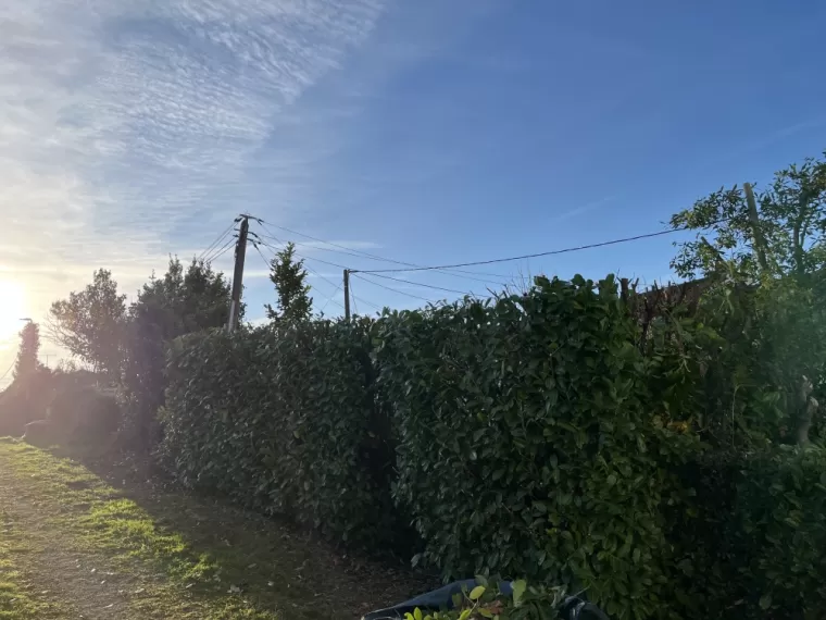 Taille d’une haie de laurier , Niort, Demestre Elie