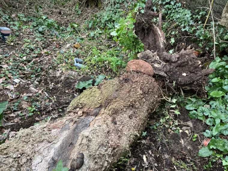 Abattage d’un arbre en urgence suite à une tempête , Niort, Demestre Elie