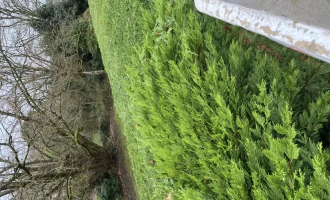 Taille de haie à Chauray , Niort, Demestre Elie