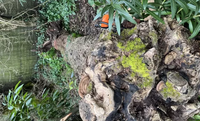 Abattage d’un arbre en urgence suite à une tempête , Niort, Demestre Elie