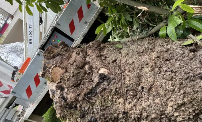 Abattage d’un arbre en urgence suite à une tempête , Niort, Demestre Elie